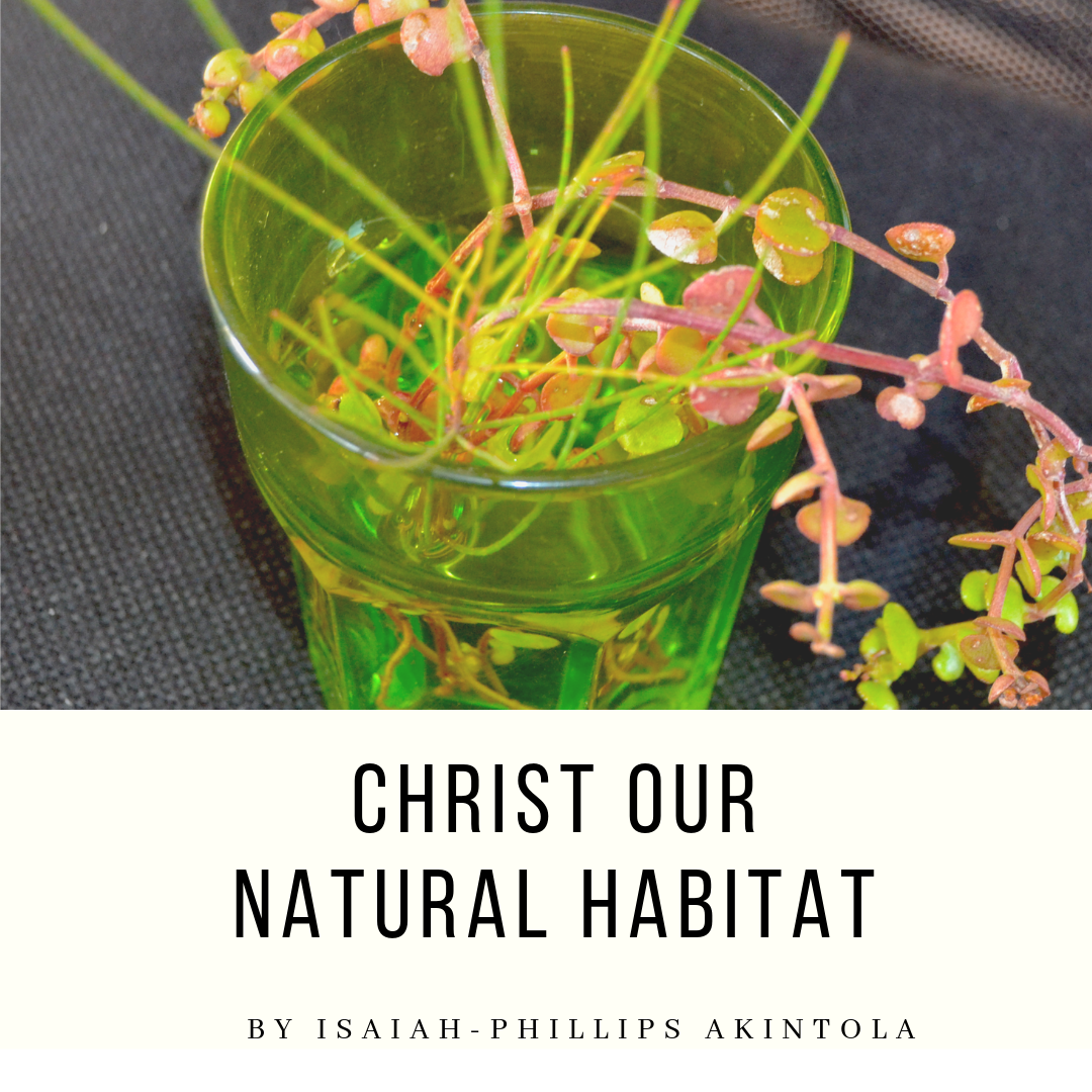 Copy of THE PROPHETIC MINISTRY-21.png